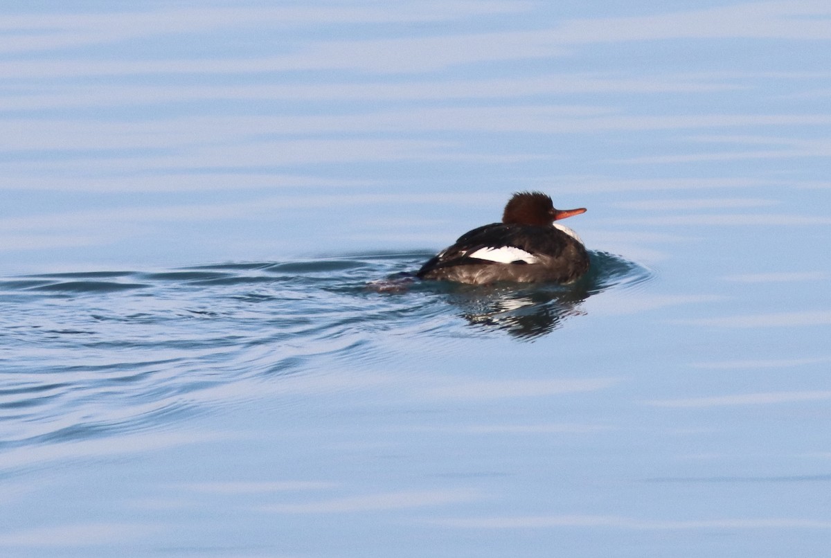 מרגון בינוני - ML650887744