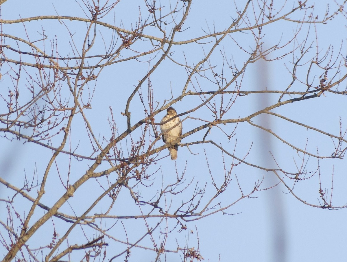 Red-shouldered Hawk - ML650887810