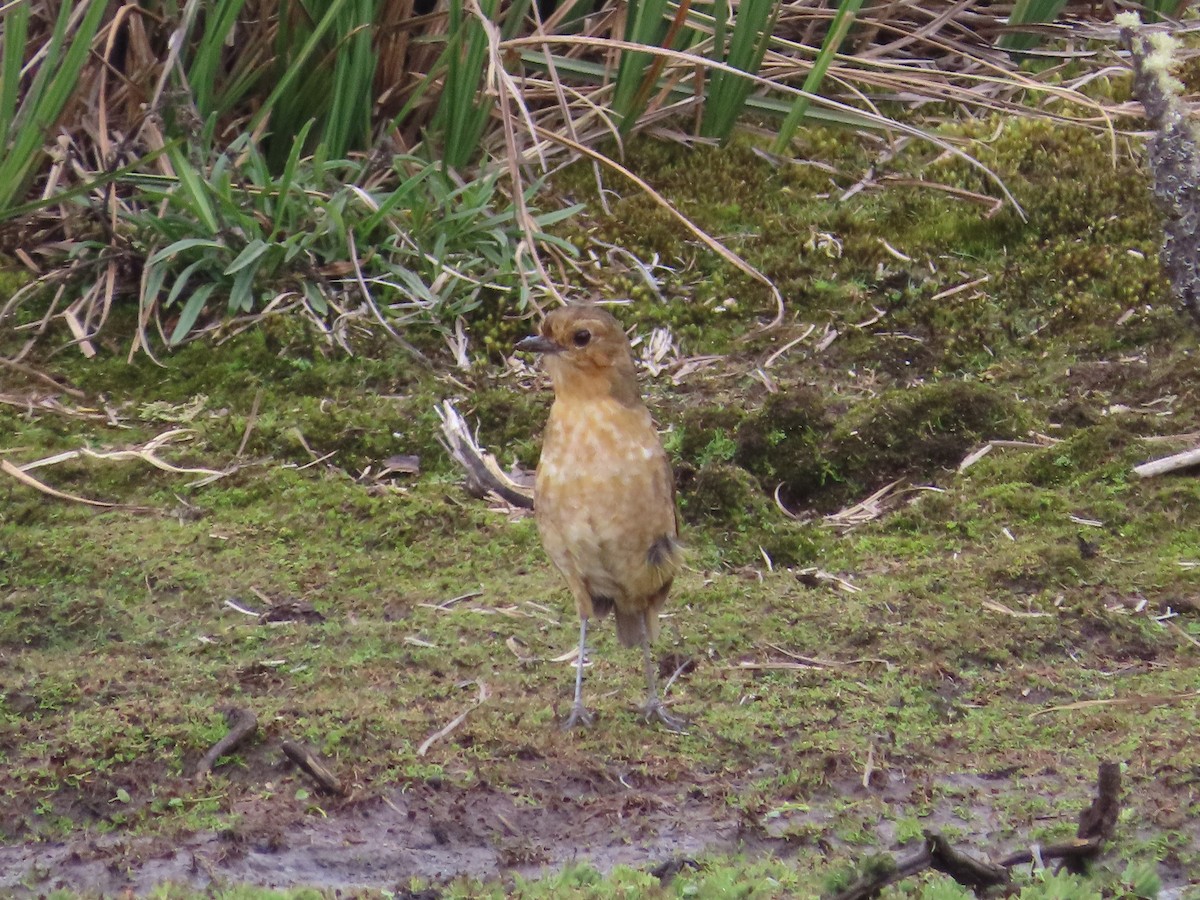 Boyaca Antpitta - ML650887882