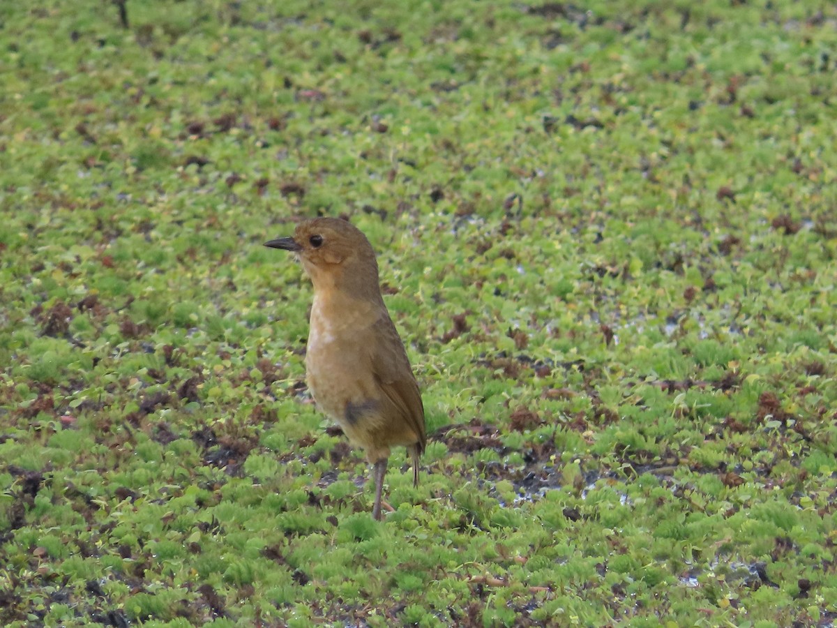Boyaca Antpitta - ML650887883
