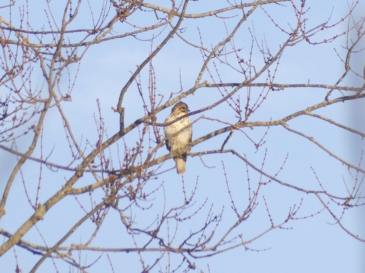 Red-shouldered Hawk - ML650887919