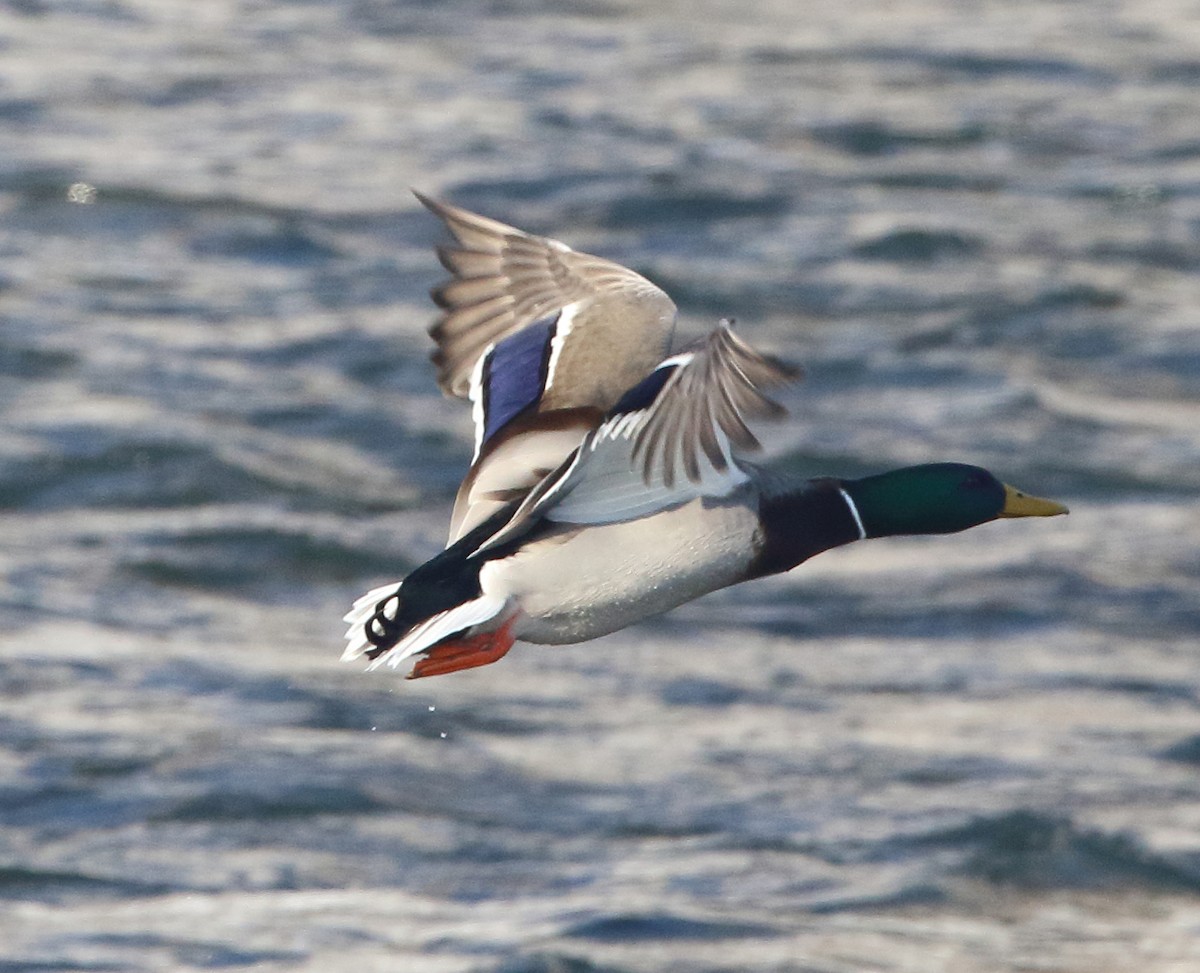 ברכיה - ML650887991