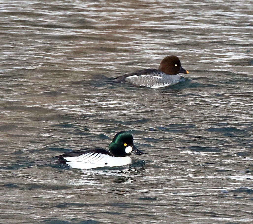 עבראש ירוק - ML650888020