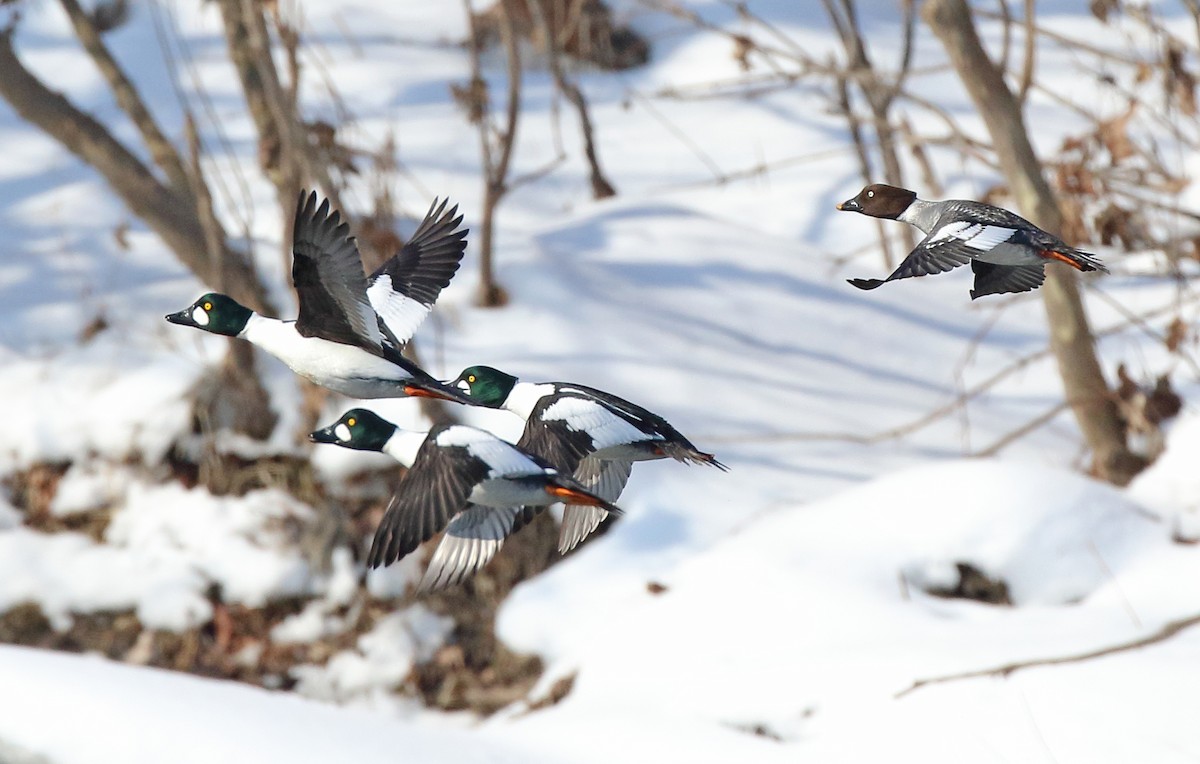 עבראש ירוק - ML650888021