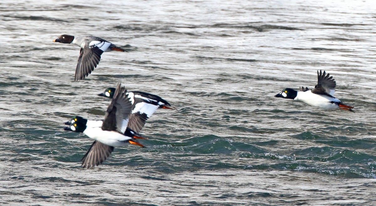 עבראש ירוק - ML650888022