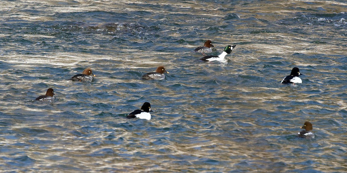 עבראש ירוק - ML650888023