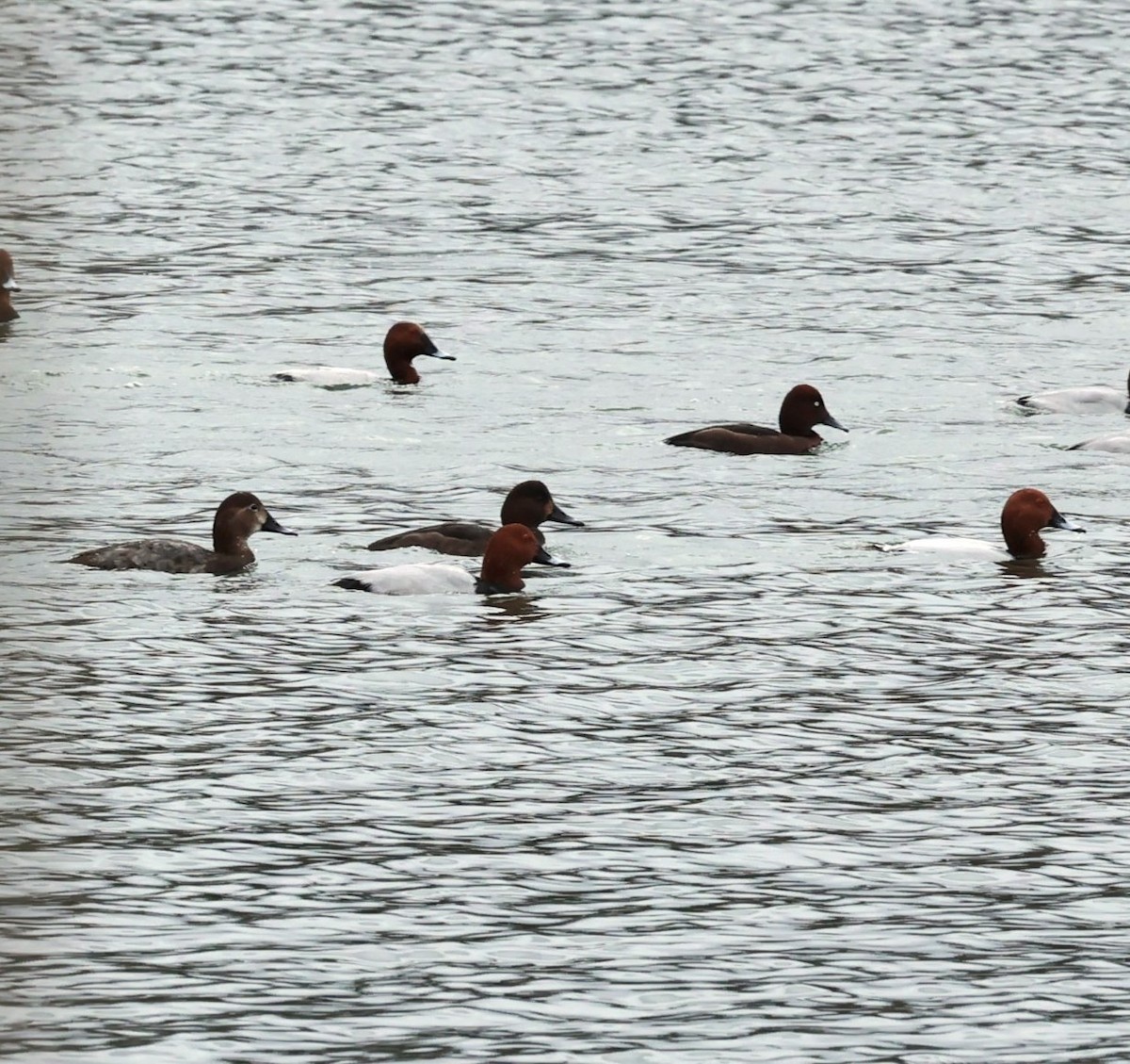 Porrón Pardo - ML650888172