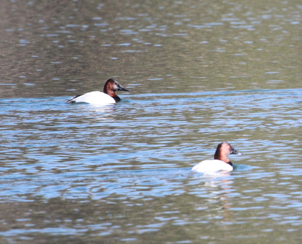 Парусиновый нырок - ML650888480