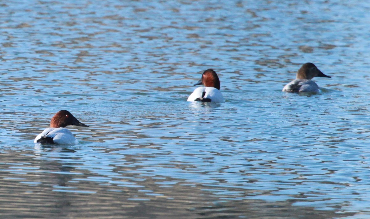 Парусиновый нырок - ML650888481