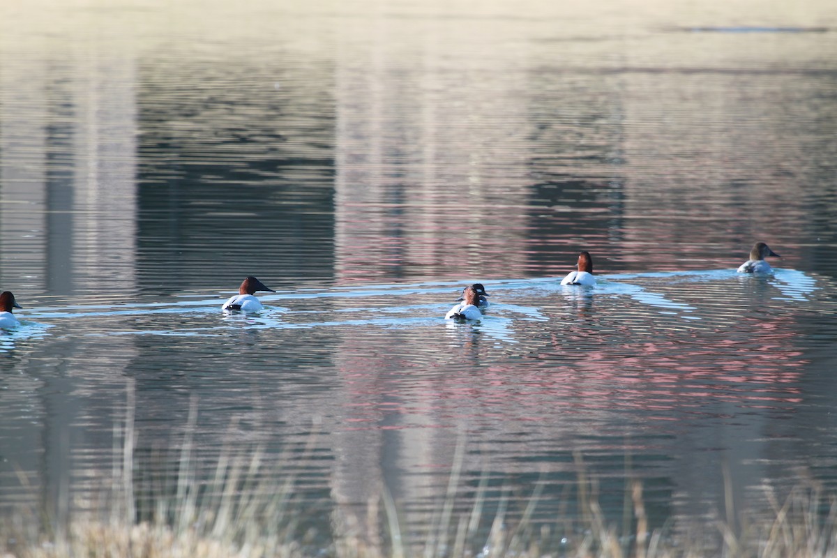 Парусиновый нырок - ML650888483