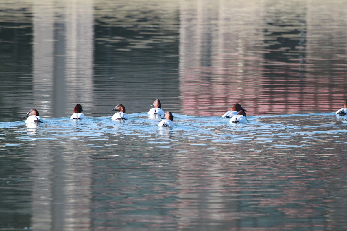 Парусиновый нырок - ML650888484