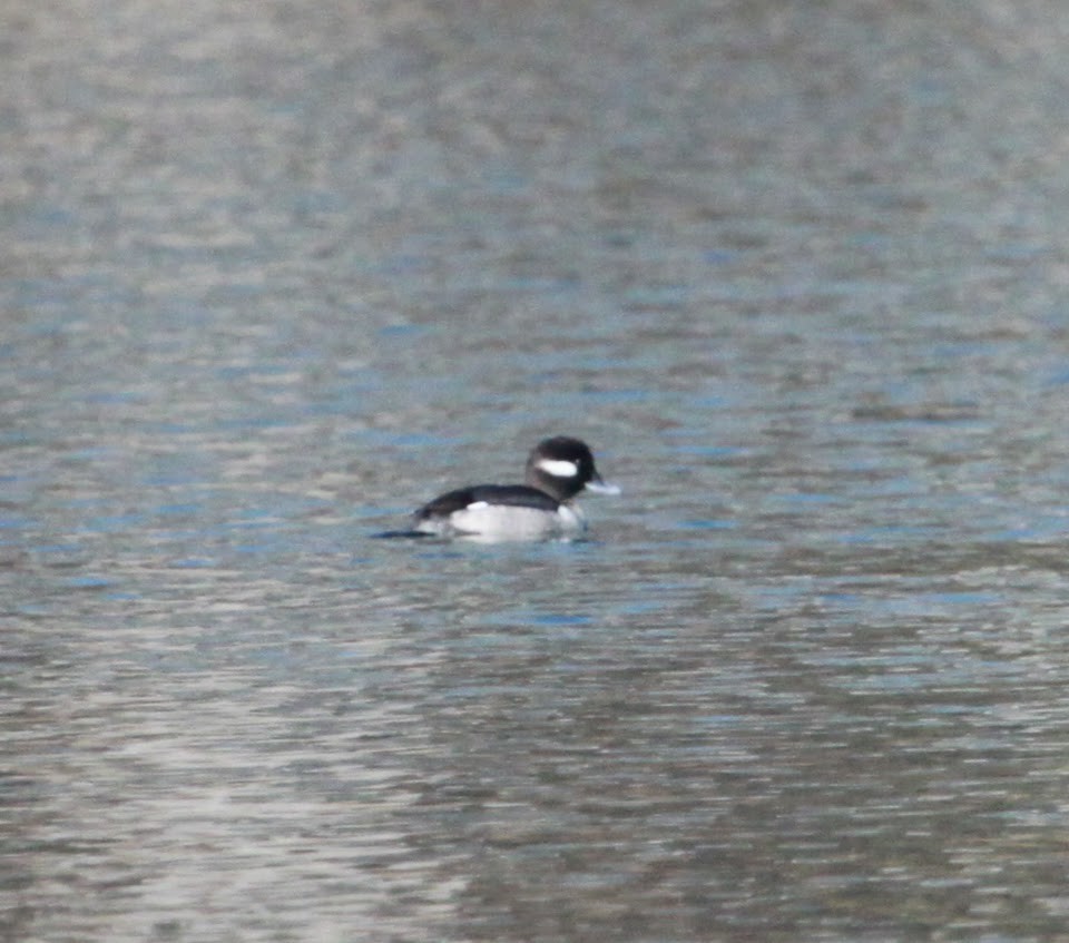 Гоголь-головастик - ML650888512