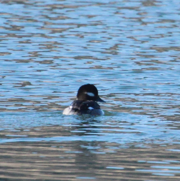 Гоголь-головастик - ML650888513