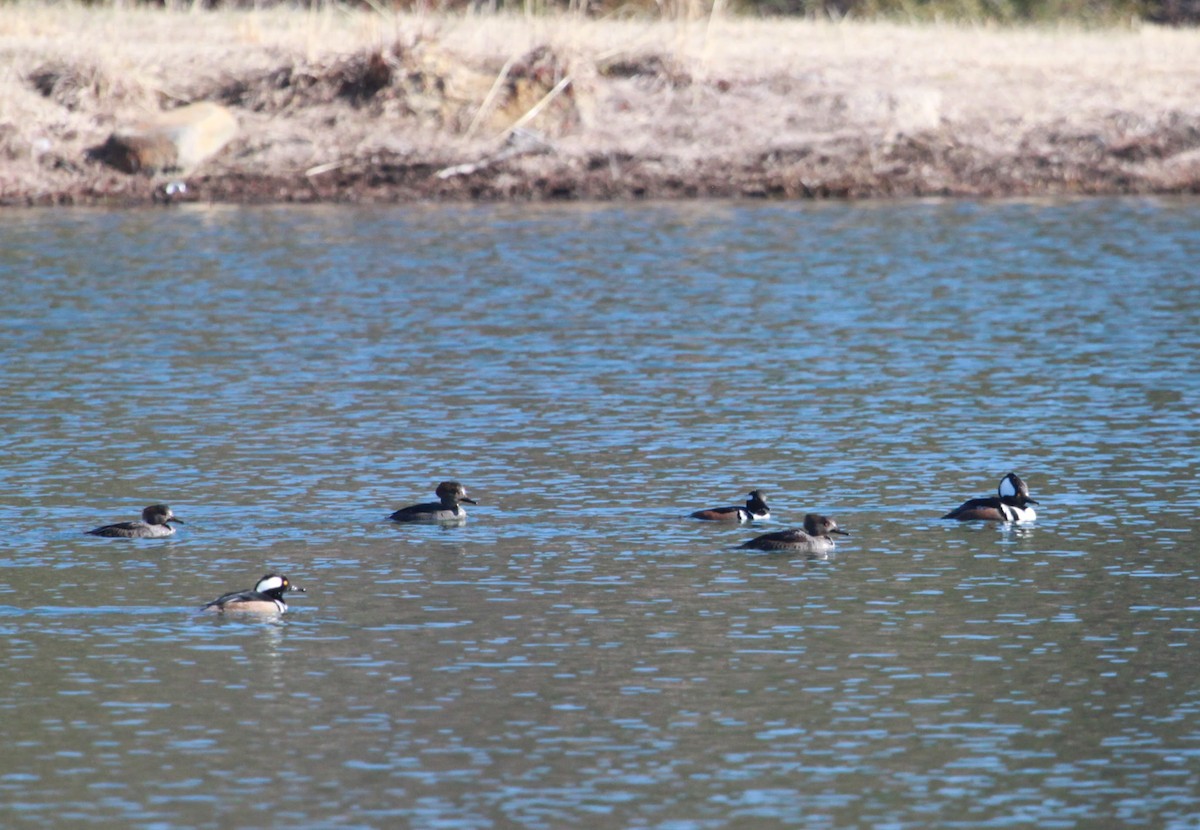 Капюшоновый крохаль - ML650888531