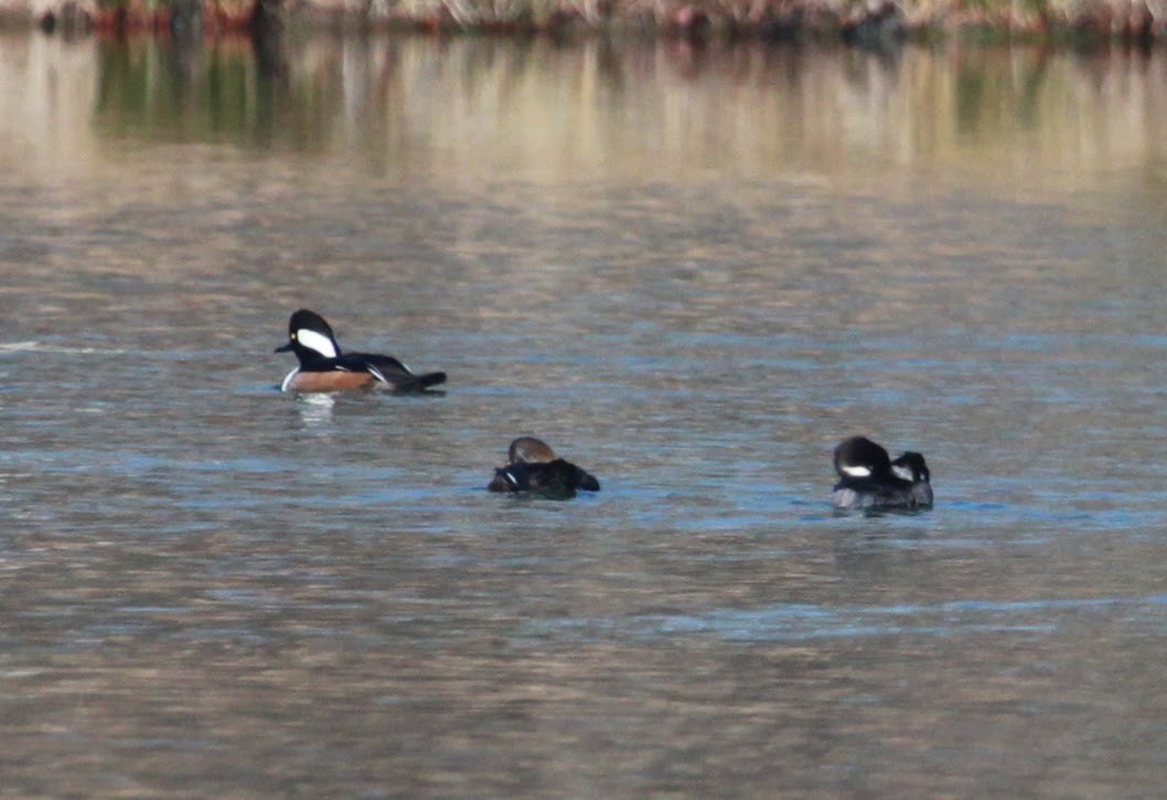 Капюшоновый крохаль - ML650888532