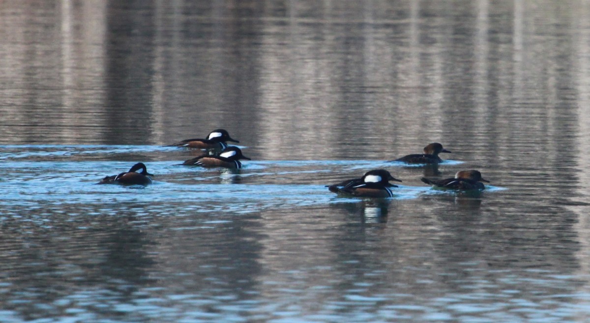 Капюшоновый крохаль - ML650888533