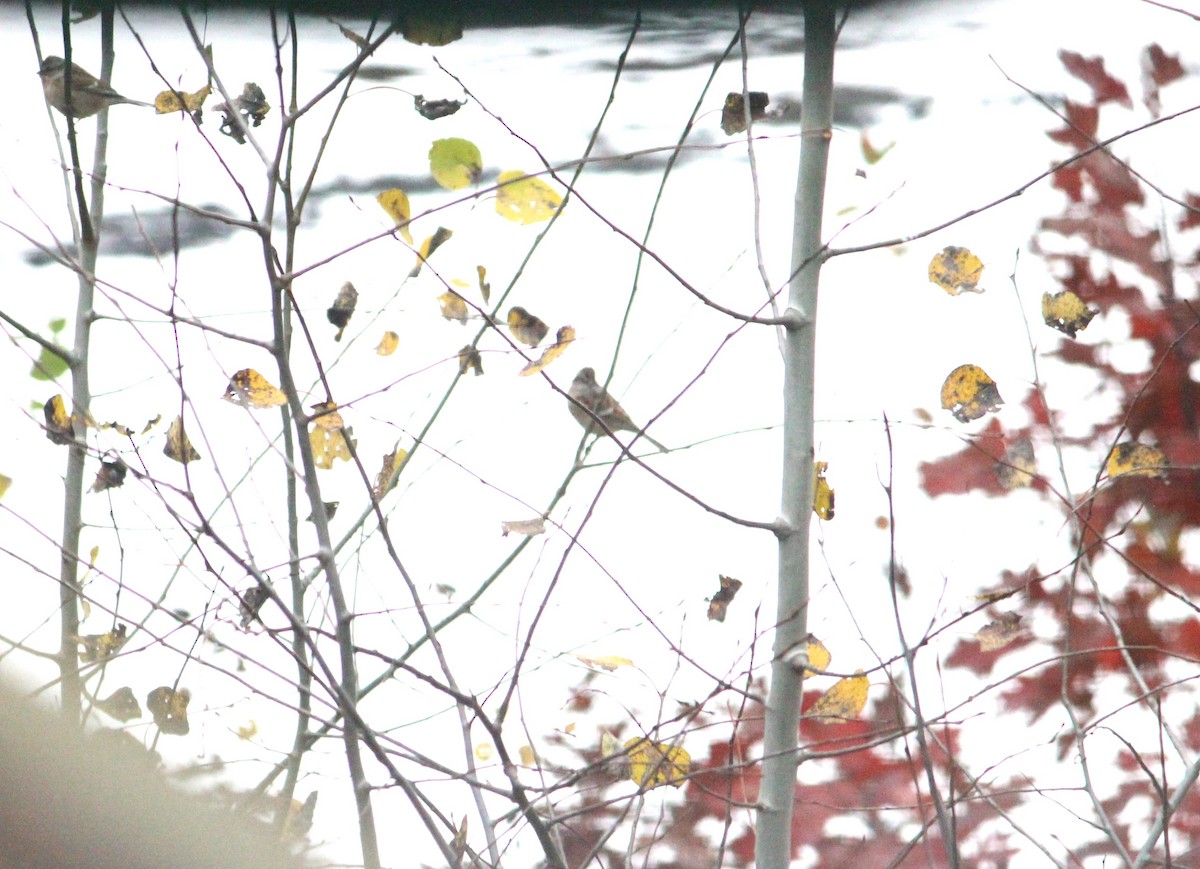 American Tree Sparrow - ML650888566