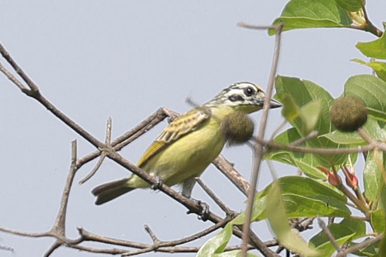 Yellow-fronted Tinkerbird - ML650889020
