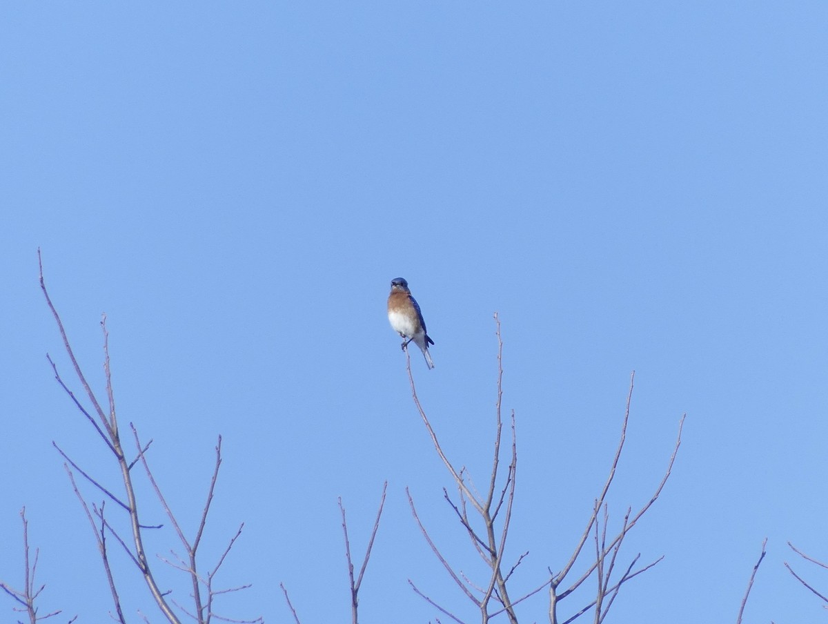 Eastern Bluebird - ML650889127