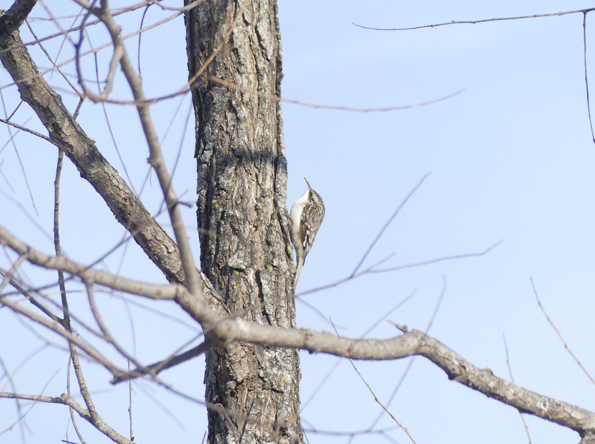 Brown Creeper - ML650889250