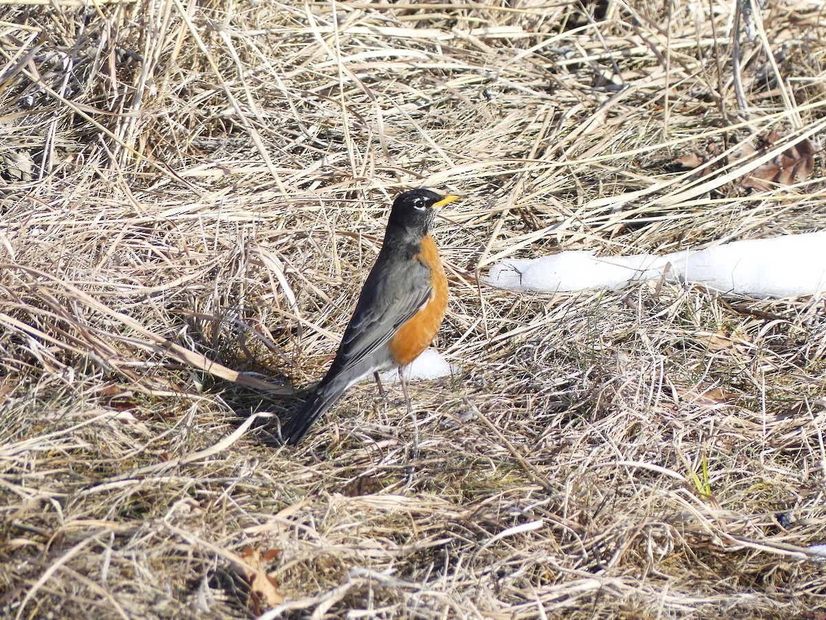 American Robin - ML650889362