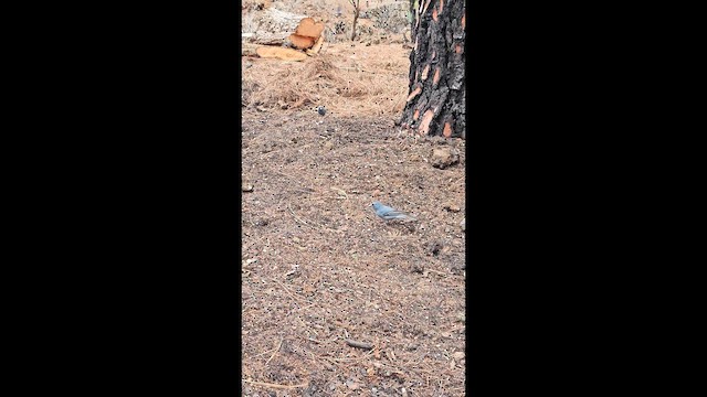 Tenerife Blue Chaffinch - ML650889963