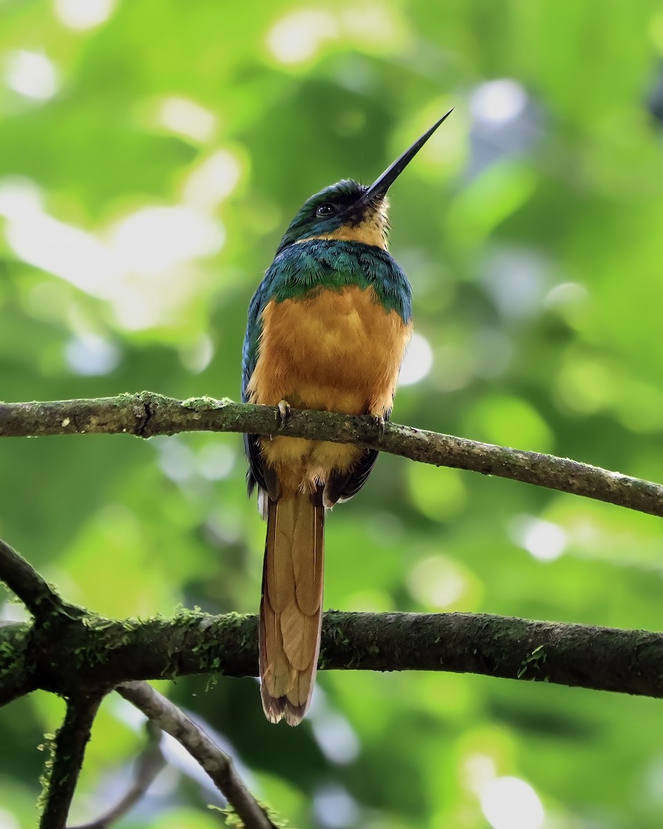 leskovec neotropický - ML650889971