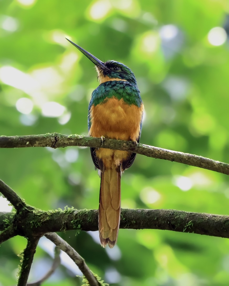 leskovec neotropický - ML650889972