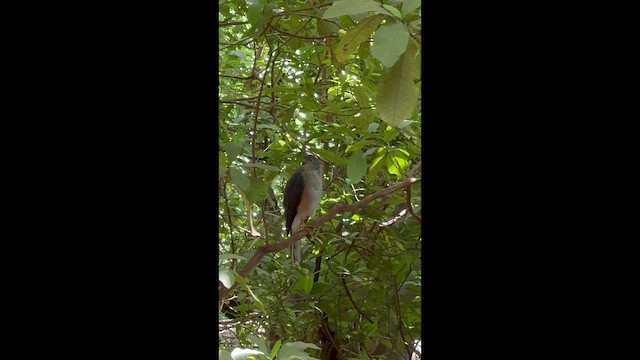 African Goshawk - ML650890103