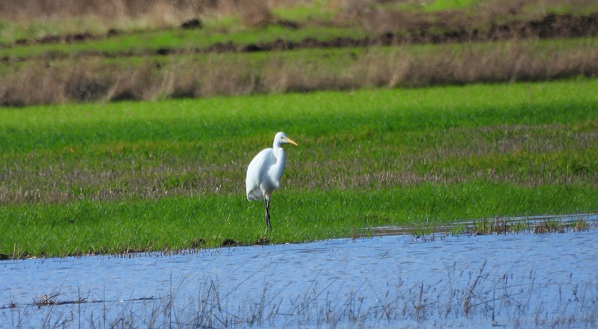 Great Egret - ML650890189