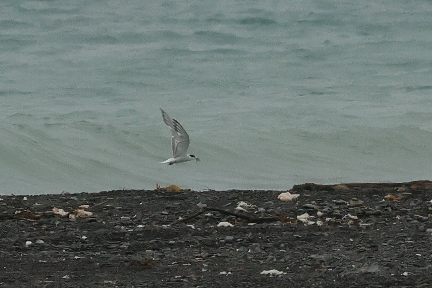 White-fronted Tern - ML650890227