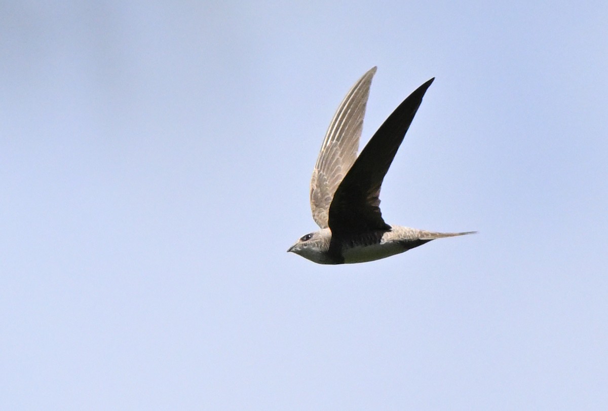 Alpine Swift - ML650890333