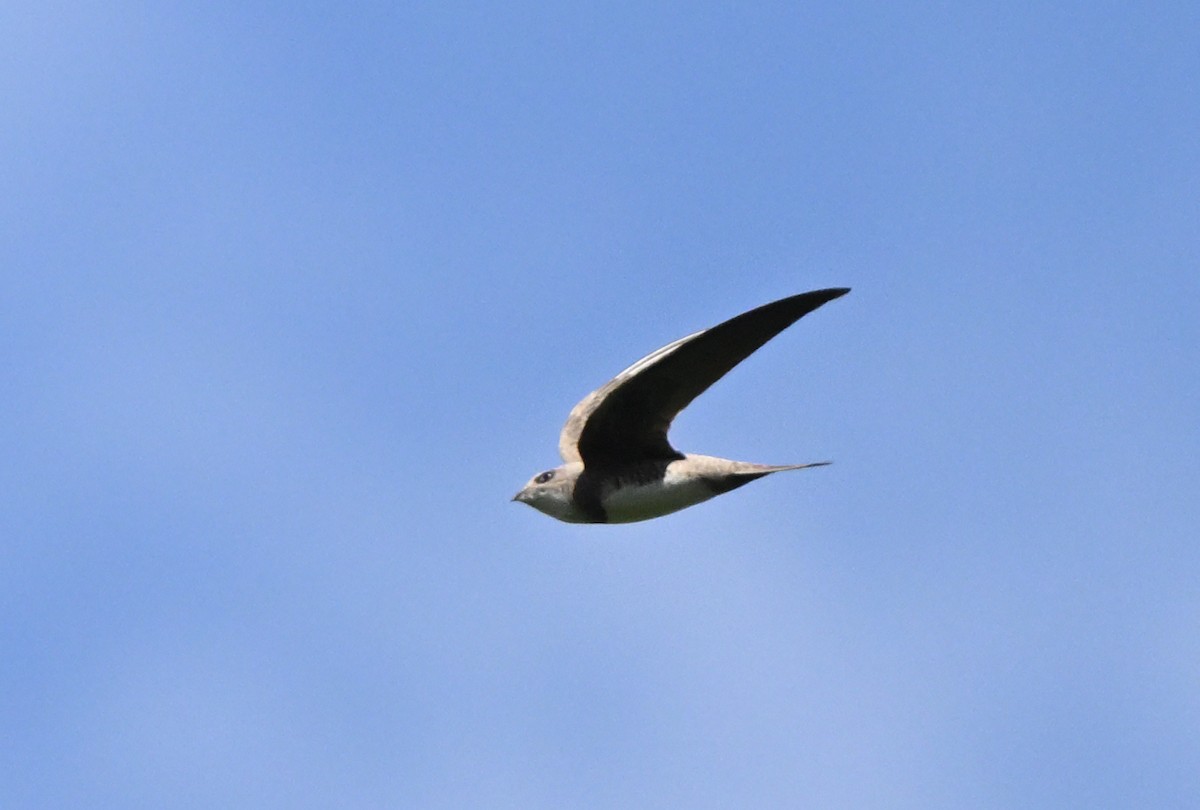 Alpine Swift - ML650890334