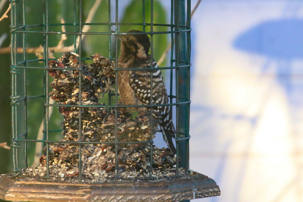 Ladder-backed Woodpecker - ML650890378