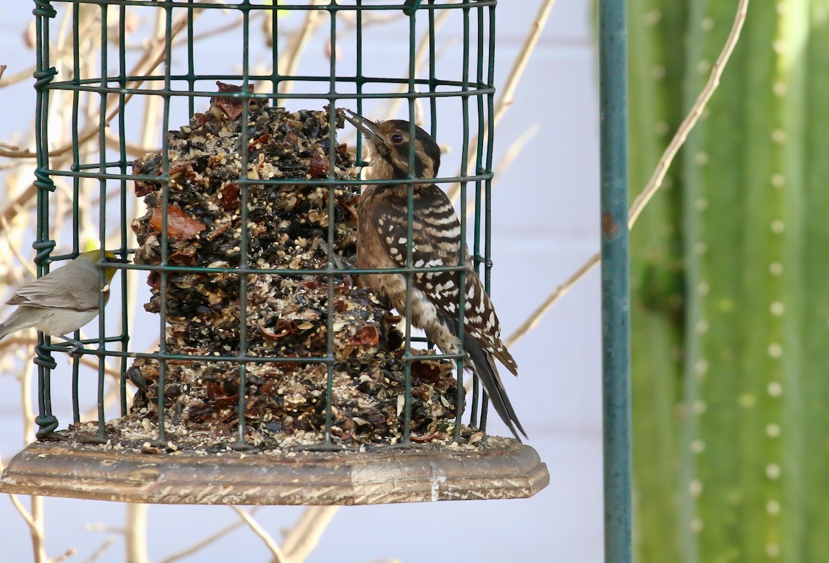 Ladder-backed Woodpecker - ML650890379