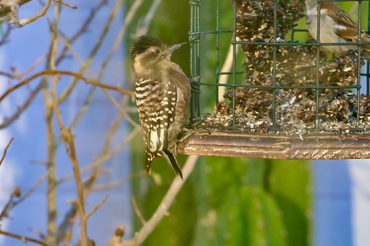 Ladder-backed Woodpecker - ML650890380