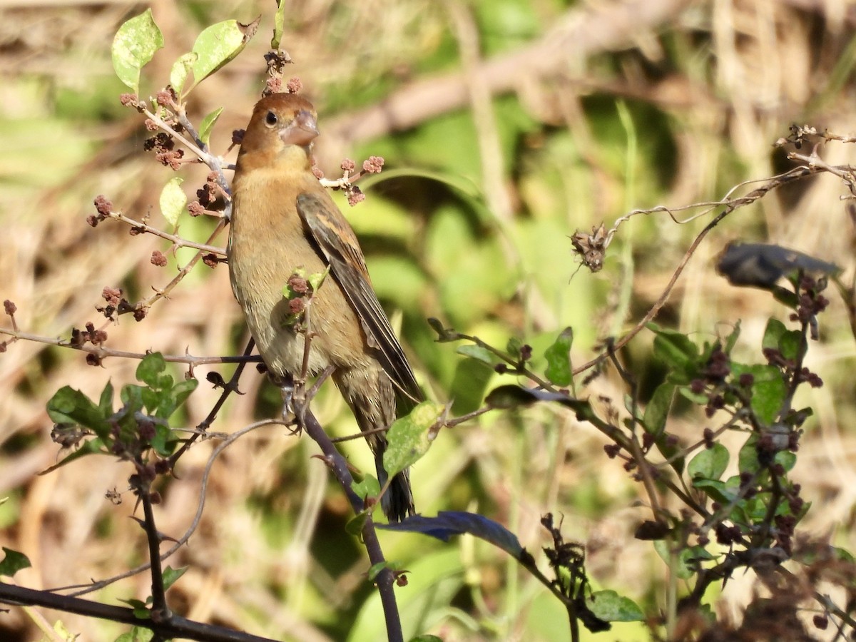 Blue Grosbeak - ML650890384
