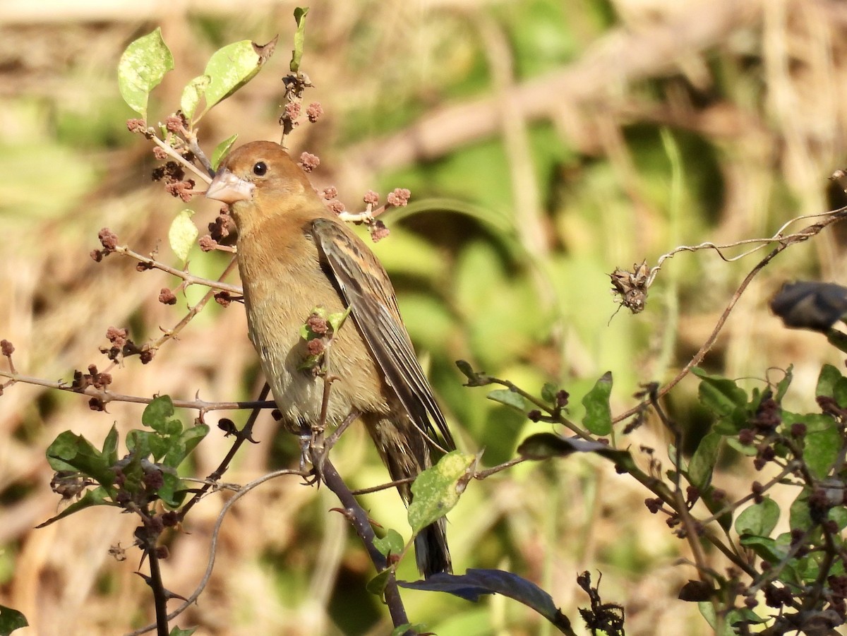 Blue Grosbeak - ML650890385