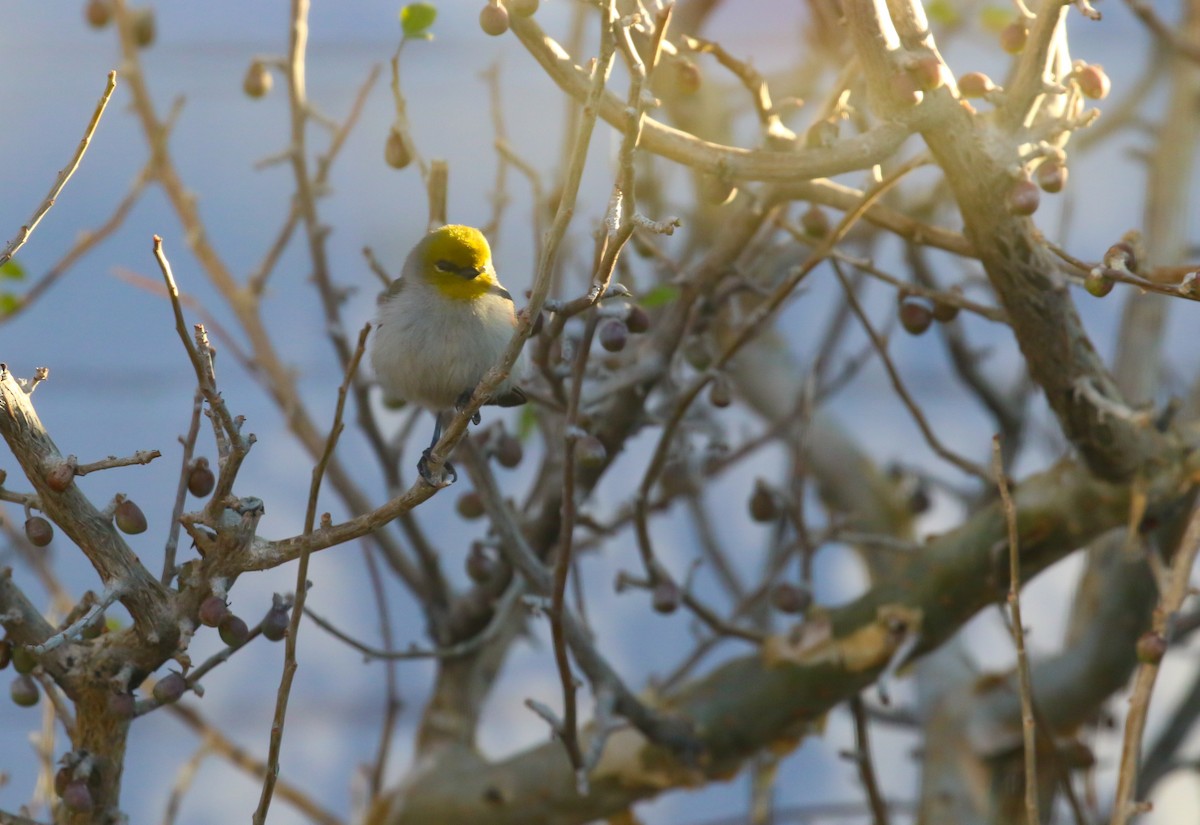 Verdin - ML650890394