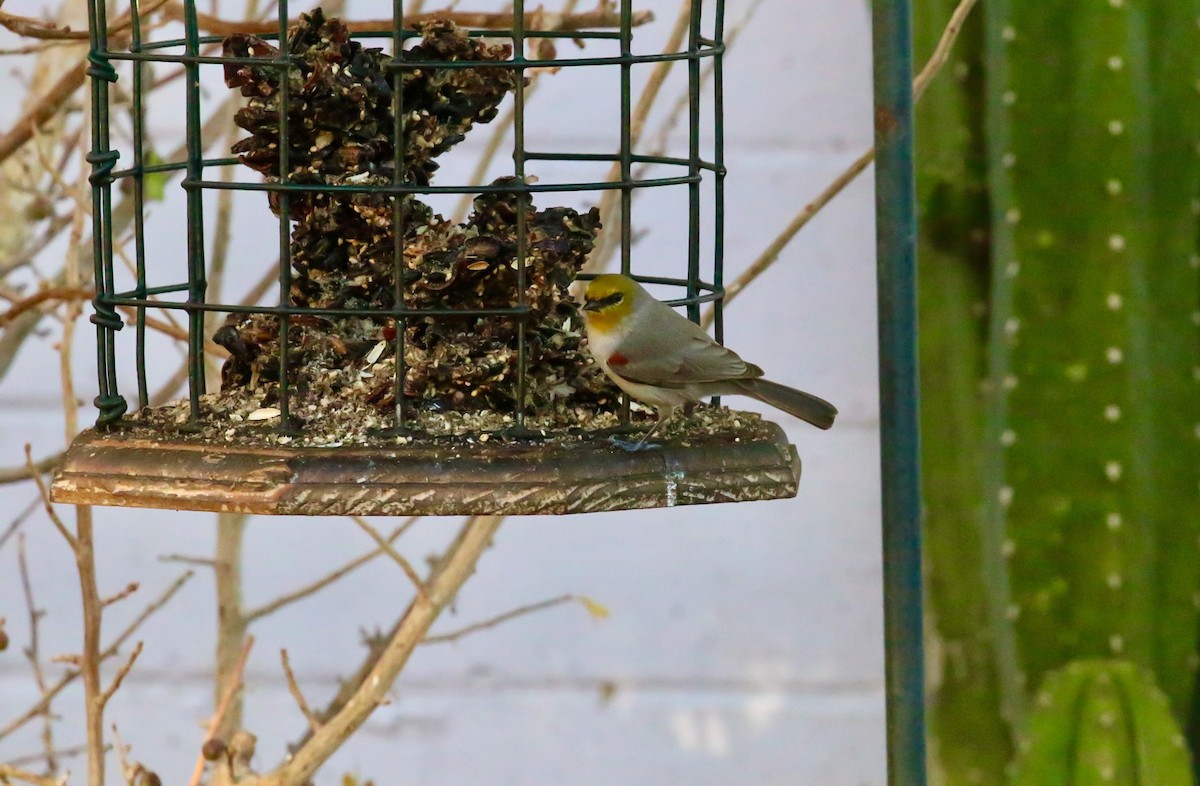 Verdin - ML650890395