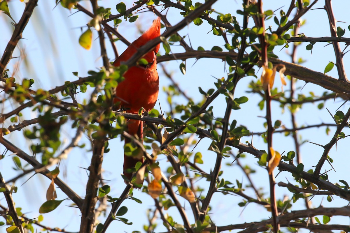 Northern Cardinal - ML650890428