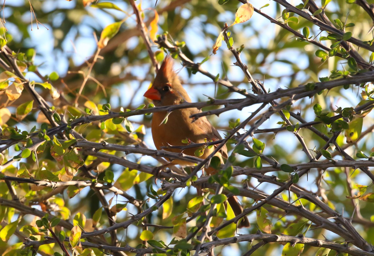 Northern Cardinal - ML650890429