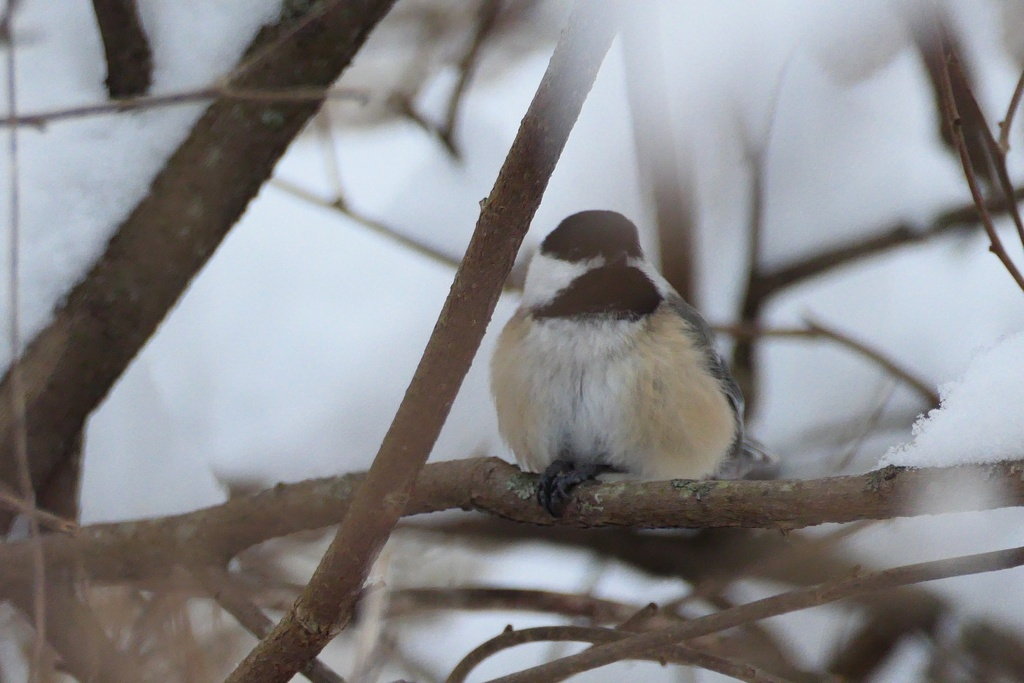 eBird Checklist - 15 Jan 2026 - Don Valley Brick Works Park - 17 species
