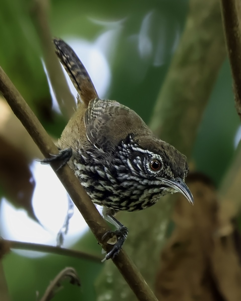 střízlík šupinkoprsý - ML650890881