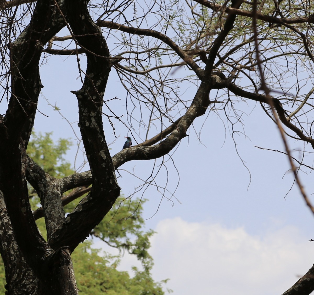 Green Woodhoopoe - ML650891216