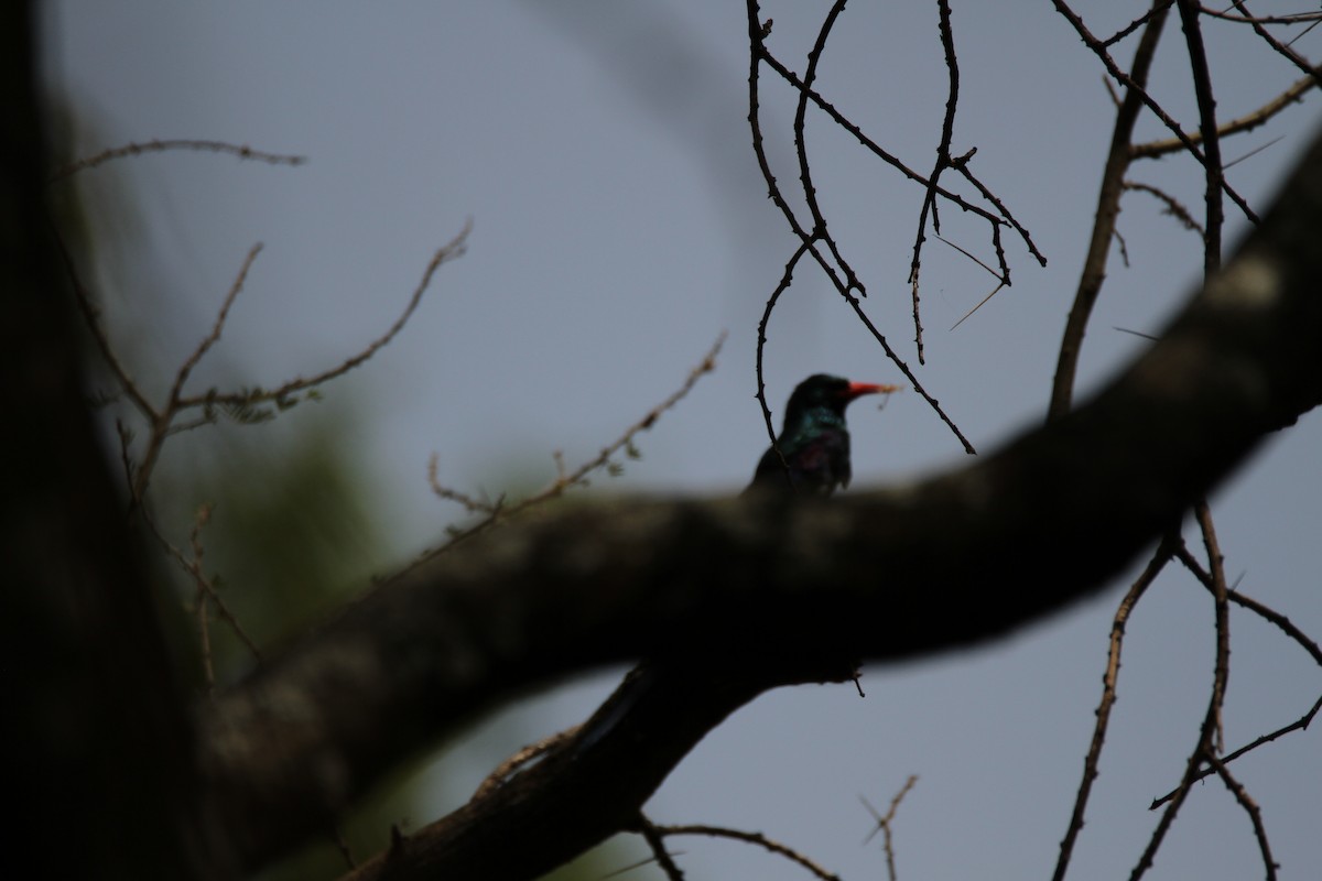 Green Woodhoopoe - ML650891217