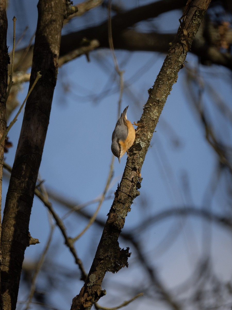 Eurasian Nuthatch - ML650891243