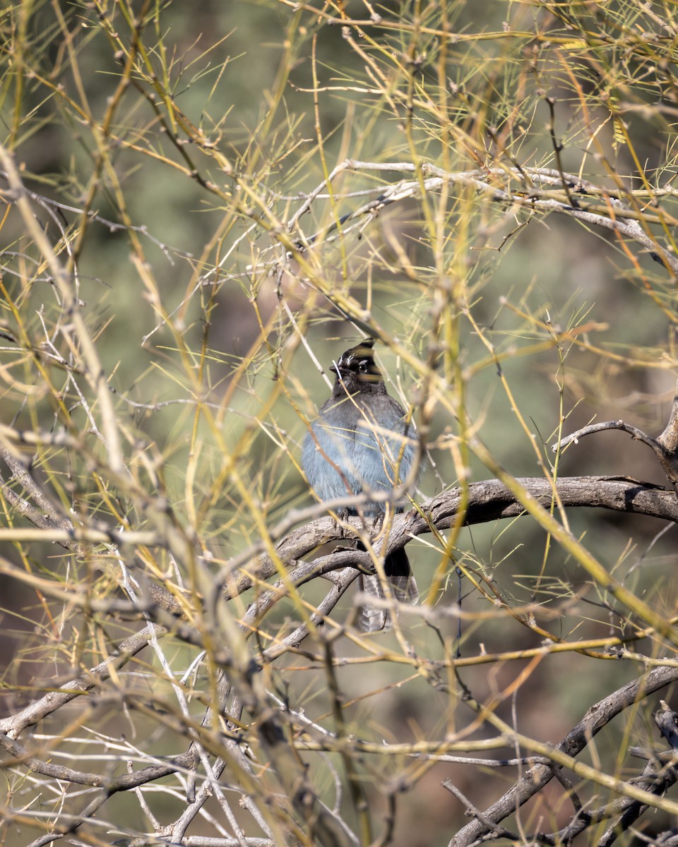 Steller's Jay - ML650891392
