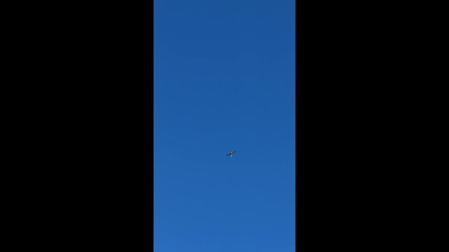 Cooper's Hawk - ML650891587