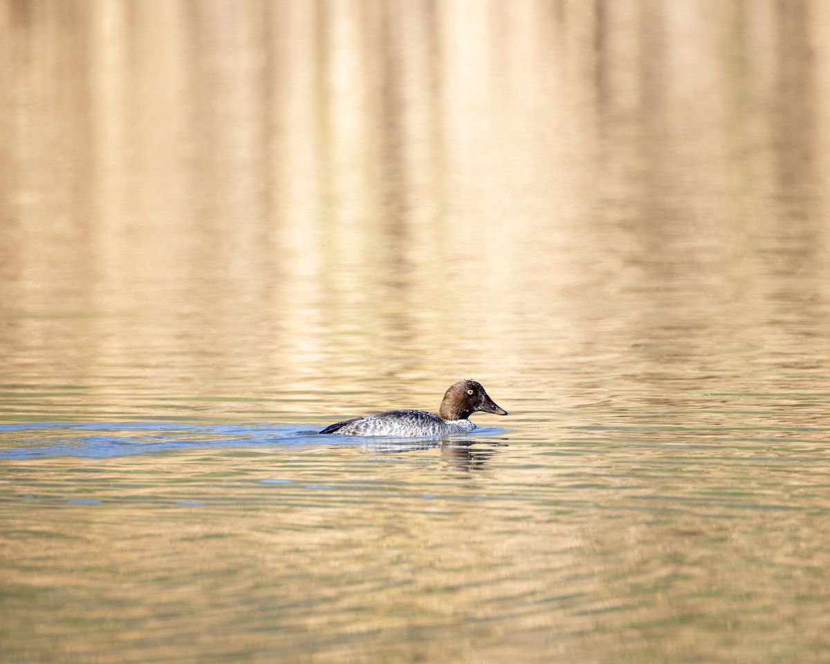 Common Goldeneye - ML650891628